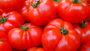 killer tomato featured